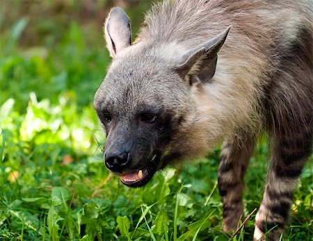 simsearch:400-07087733,k - A closeup of the head of a brown hyena Foto de stock - Royalty-Free Super Valor e Assinatura, Número: 400-07098411