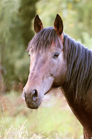 simsearch:614-00602804,k - beautiful portrait of a dark horse in the vegetation background Photographie de stock - Aubaine LD & Abonnement, Code: 400-07098704