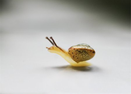 simsearch:400-07822203,k - close-up image of a little funny snail Stock Photo - Budget Royalty-Free & Subscription, Code: 400-07098705