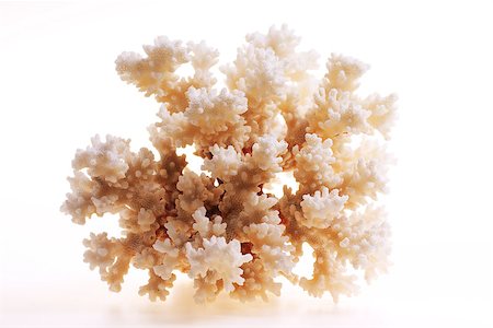 simsearch:400-07099101,k - Isolated coral on white background Stock Photo - Budget Royalty-Free & Subscription, Code: 400-07099108