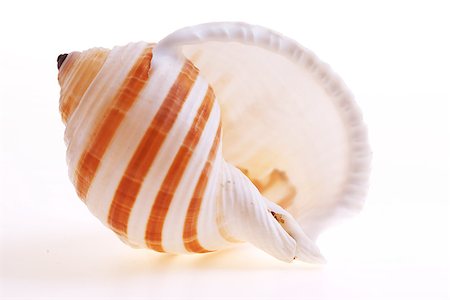 Isolated seashel on white background Photographie de stock - Aubaine LD & Abonnement, Code: 400-07099109