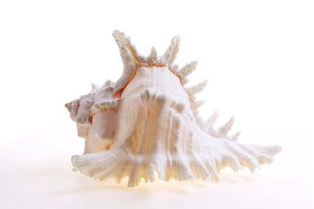 Isolated seashel on white background Stock Photo - Budget Royalty-Free & Subscription, Code: 400-07099101