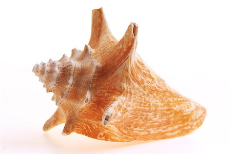 Isolated seashel on white background Stock Photo - Budget Royalty-Free & Subscription, Code: 400-07099102