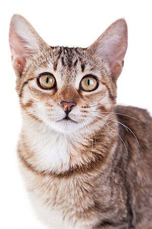 simsearch:400-04745326,k - Photo of a brown striped kitten isolated on white background. Studio shot. Stock Photo - Budget Royalty-Free & Subscription, Code: 400-07099437