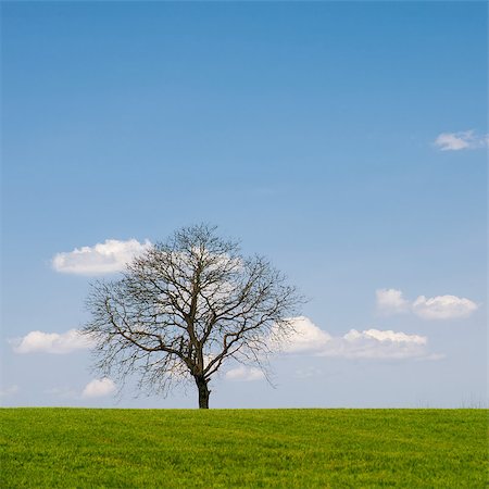 simsearch:400-07097368,k - Lonely leafless tree on grass field with blue sky. Photographie de stock - Aubaine LD & Abonnement, Code: 400-07099442