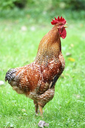 bright beautiful cock on green grass Stock Photo - Budget Royalty-Free & Subscription, Code: 400-07099922