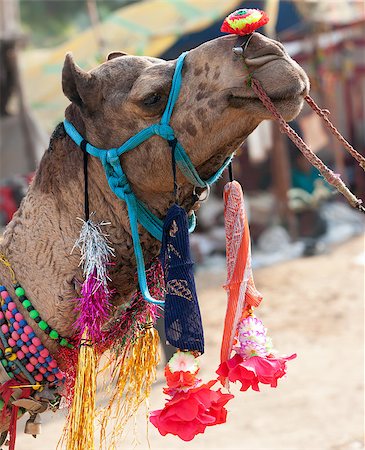 Decorated camel at the Pushkar fair. Rajasthan, India, Asia Stock Photo - Budget Royalty-Free & Subscription, Code: 400-07090001