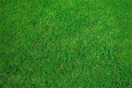 Green grass background texture Stock Photo - Budget Royalty-Free & Subscription, Code: 400-07090111