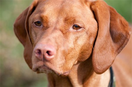 perro vizsla - A purebred Vizsla dog stares off into the distance Foto de stock - Super Valor sin royalties y Suscripción, Código: 400-07090275