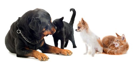 simsearch:400-06556711,k - dogs and cats in front of white background Photographie de stock - Aubaine LD & Abonnement, Code: 400-07090297
