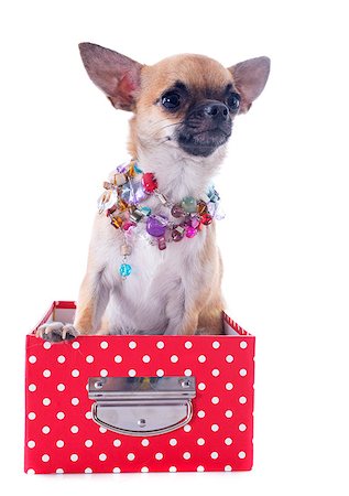dogs with jewelry - portrait of a cute purebred  puppy chihuahua in front of white background Stock Photo - Budget Royalty-Free & Subscription, Code: 400-07090319