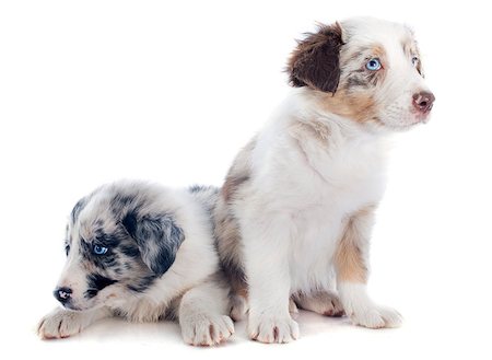 simsearch:400-06866738,k - portrait of puppy border collies in front of white background Stock Photo - Budget Royalty-Free & Subscription, Code: 400-07090310