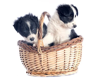 simsearch:400-06866738,k - portrait of puppies border collie in a basket in front of white background Stock Photo - Budget Royalty-Free & Subscription, Code: 400-07090311