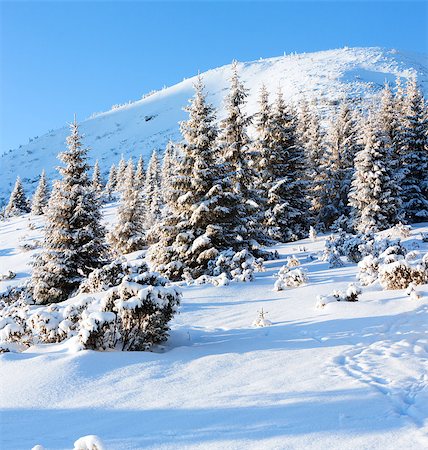 simsearch:400-06861143,k - Winter mountain slope with fir trees in first morning  sunbeams Foto de stock - Super Valor sin royalties y Suscripción, Código: 400-07090342