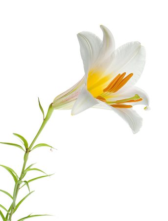 simsearch:400-07165540,k - White lily. Isolated on white background Foto de stock - Super Valor sin royalties y Suscripción, Código: 400-07090755