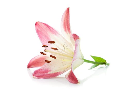 simsearch:400-07165540,k - Pink lily. Isolated on white background Foto de stock - Super Valor sin royalties y Suscripción, Código: 400-07090751