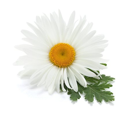 daisy background - Chamomile flower with leaves. Isolated on white background Stock Photo - Budget Royalty-Free & Subscription, Code: 400-07090752