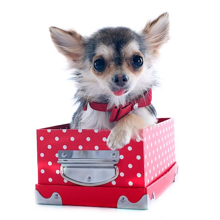 portrait of a cute purebred  puppy chihuahua with box in front of white background Stock Photo - Budget Royalty-Free & Subscription, Code: 400-07090856