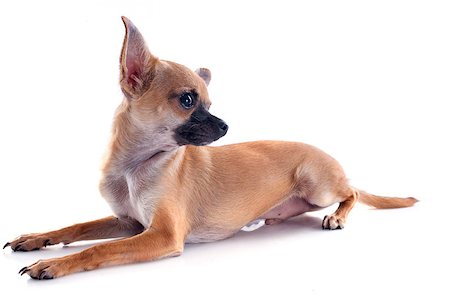 simsearch:400-04815724,k - portrait of a cute purebred  puppy chihuahua in front of white background Photographie de stock - Aubaine LD & Abonnement, Code: 400-07090851