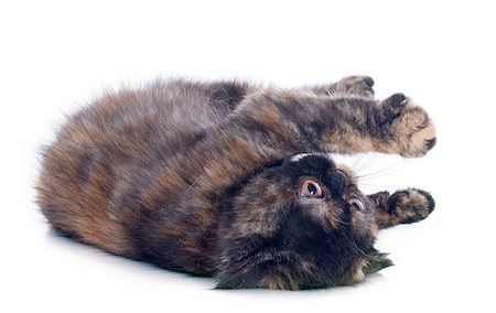 Exotic Shorthair kitten in front of white background Stockbilder - Microstock & Abonnement, Bildnummer: 400-07090864