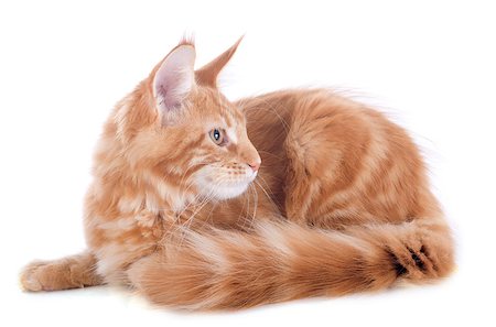 simsearch:400-06556719,k - portrait of a purebred  maine coon kitten, four month old, on a white background Foto de stock - Super Valor sin royalties y Suscripción, Código: 400-07090866