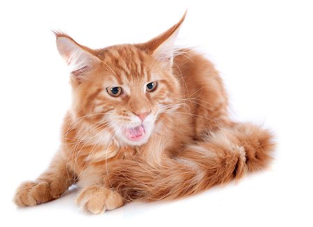 simsearch:400-07124274,k - aggressive maine coon kitten, four month old, on a white background Foto de stock - Super Valor sin royalties y Suscripción, Código: 400-07090868