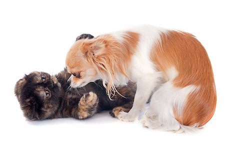 simsearch:400-08094297,k - Exotic Shorthair kitten playing with a chihuahua in front of white background Foto de stock - Super Valor sin royalties y Suscripción, Código: 400-07090861