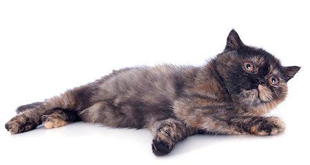 Exotic Shorthair kitten in front of white background Foto de stock - Super Valor sin royalties y Suscripción, Código: 400-07090862