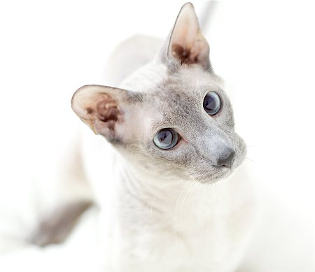 egyptian sphynx cat - cute hairless oriental cat playing, isolated on white Photographie de stock - Aubaine LD & Abonnement, Code: 400-07091097