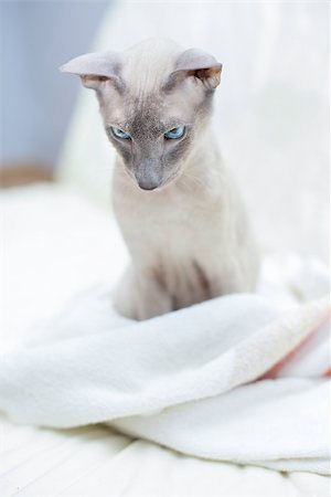 simsearch:400-07895781,k - sad hairless oriental cat sitting in towel, peterbald Photographie de stock - Aubaine LD & Abonnement, Code: 400-07091098