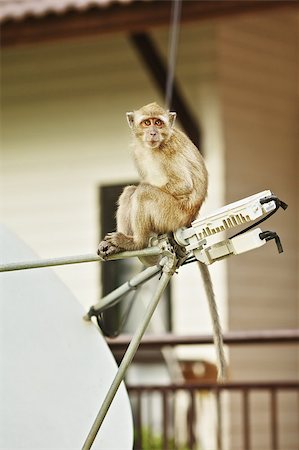 funny macaque monkey sitting on satellite antenna Stock Photo - Budget Royalty-Free & Subscription, Code: 400-07091091