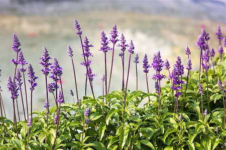 simsearch:400-07039820,k - Meadow with blooming Blue Salvia herbal flowers. Blue Salvia is plant in the mint family. Stock Photo - Budget Royalty-Free & Subscription, Code: 400-07091580