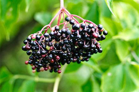 simsearch:400-05356017,k - elderberry on green background Stock Photo - Budget Royalty-Free & Subscription, Code: 400-07091890