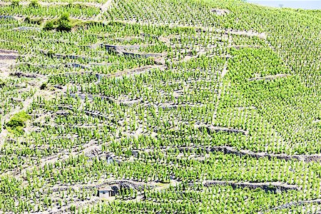 simsearch:400-07095252,k - grand cru vineyards, Cote Rotie, Rhone-Alpes, France Fotografie stock - Microstock e Abbonamento, Codice: 400-07091904
