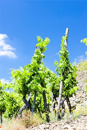 rhone - grand cru vineyards, Cote Rotie, Rhone-Alpes, France Stock Photo - Budget Royalty-Free & Subscription, Code: 400-07091905