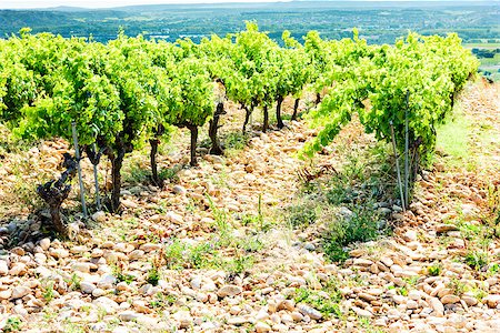 simsearch:400-07095252,k - vineyards near Chateauneuf-du-Pape, Provence, France Fotografie stock - Microstock e Abbonamento, Codice: 400-07091907