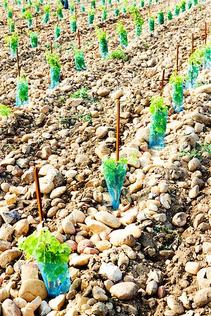 simsearch:400-07095252,k - vineyards near Chateauneuf-du-Pape, Provence, France Fotografie stock - Microstock e Abbonamento, Codice: 400-07091908