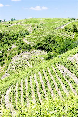 rhone - grand cru vineyards, Cote Rotie, Rhone-Alpes, France Stock Photo - Budget Royalty-Free & Subscription, Code: 400-07091903