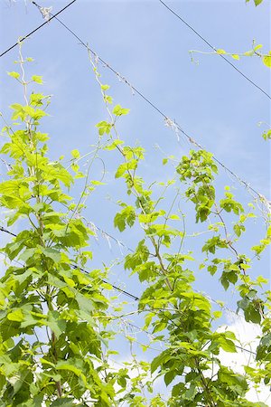 hops garden, Czech Republci Stock Photo - Budget Royalty-Free & Subscription, Code: 400-07091918