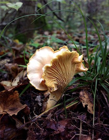 A close-up shot of a chanterelle mushroom growing in the autumn forest Foto de stock - Royalty-Free Super Valor e Assinatura, Número: 400-07092078