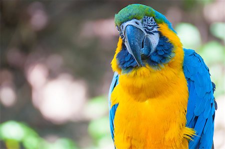 simsearch:400-03936936,k - Blue-and-yellow Macaw Parrot Sitting on Branch Fotografie stock - Microstock e Abbonamento, Codice: 400-07092083