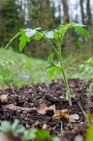 simsearch:400-04823439,k - Closeup of young tomato seedling that has just been planted. Stockbilder - Microstock & Abonnement, Bildnummer: 400-07092092