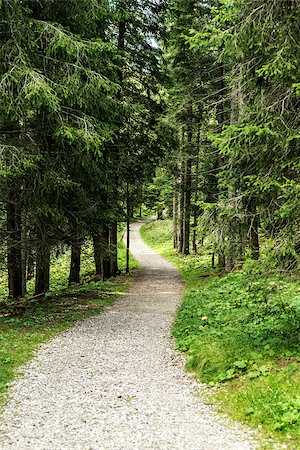 path in the forest of Paneveggio, Dolomiti - Trentino, Italy Foto de stock - Royalty-Free Super Valor e Assinatura, Número: 400-07092105