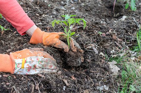 simsearch:400-08074641,k - Closeup of planting tomato seedling. Stock Photo - Budget Royalty-Free & Subscription, Code: 400-07092101