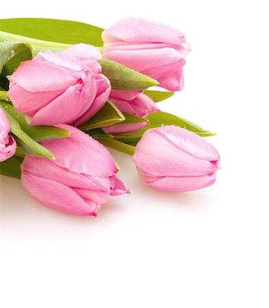 simsearch:689-03124889,k - Bouquet of Pink Tulips on White Background Photographie de stock - Aubaine LD & Abonnement, Code: 400-07092345