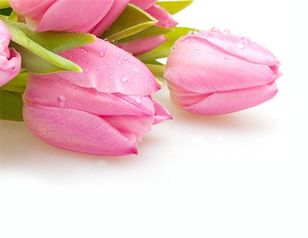 simsearch:689-03124889,k - Bouquet of Pink Tulips on White Background Photographie de stock - Aubaine LD & Abonnement, Code: 400-07092346