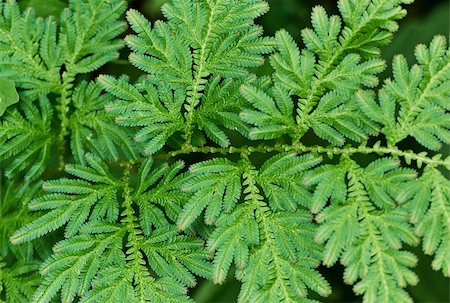 simsearch:622-02757796,k - Green fern leaves close up Stock Photo - Budget Royalty-Free & Subscription, Code: 400-07092637