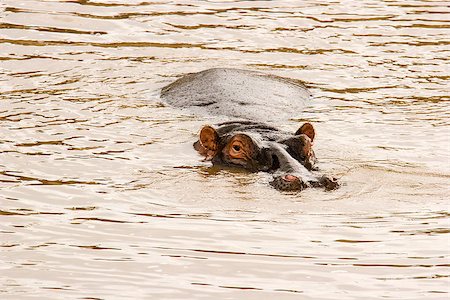simsearch:400-04923236,k - Hippo at the Hippo Pond in Massai Mara, Kenya. Stock Photo - Budget Royalty-Free & Subscription, Code: 400-07092856