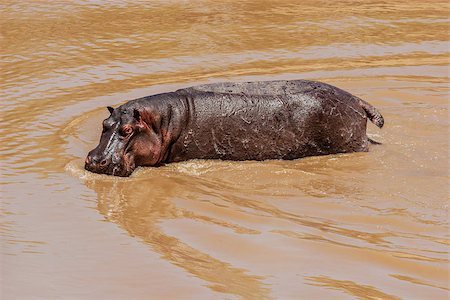 simsearch:400-04923236,k - Hippo at the Hippo Pond in Massai Mara, Kenya. Stock Photo - Budget Royalty-Free & Subscription, Code: 400-07092850