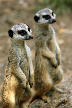 simsearch:400-05011118,k - Meerkat or suricate (Suricata, suricatta) is a small mammal and a member of the mongoose family. Zoo in New Zealand Foto de stock - Super Valor sin royalties y Suscripción, Código: 400-07092909